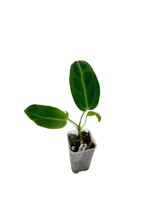 Anthurium Warocqueanum