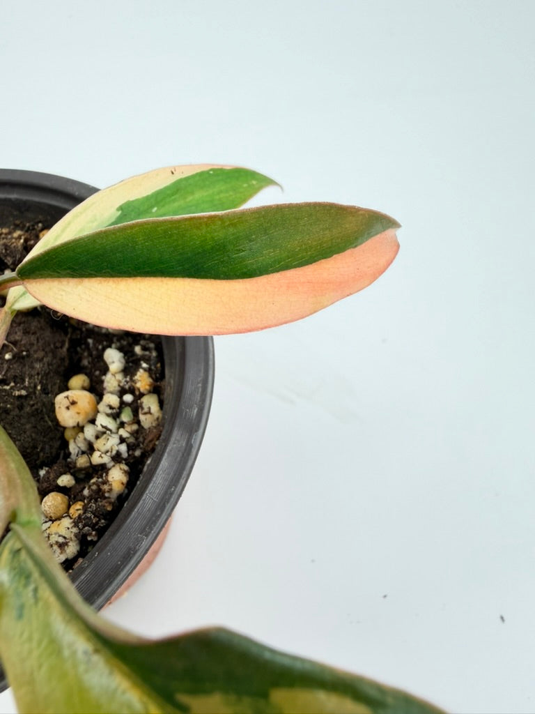 Philodendron Carmel Marble