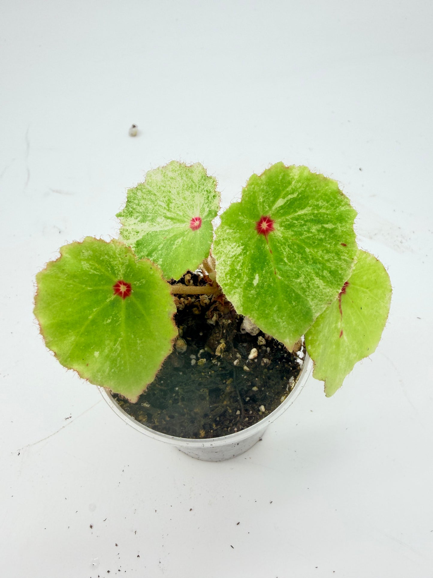 Begonia Rouge Variegated