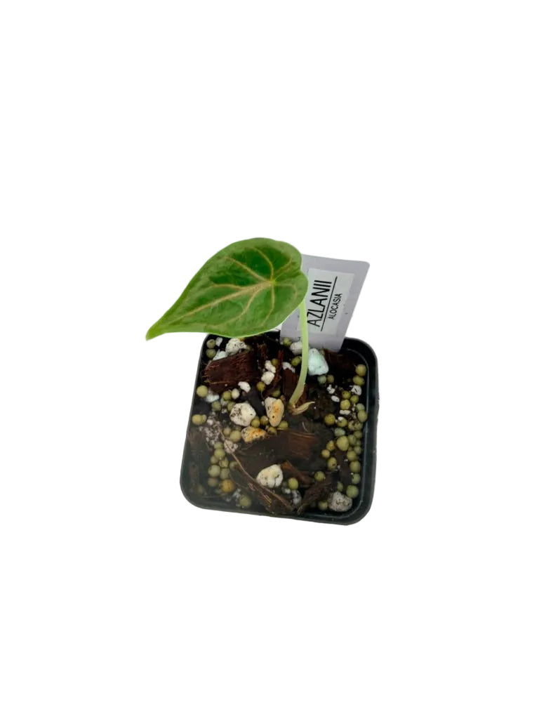 Alocasia Azlanii