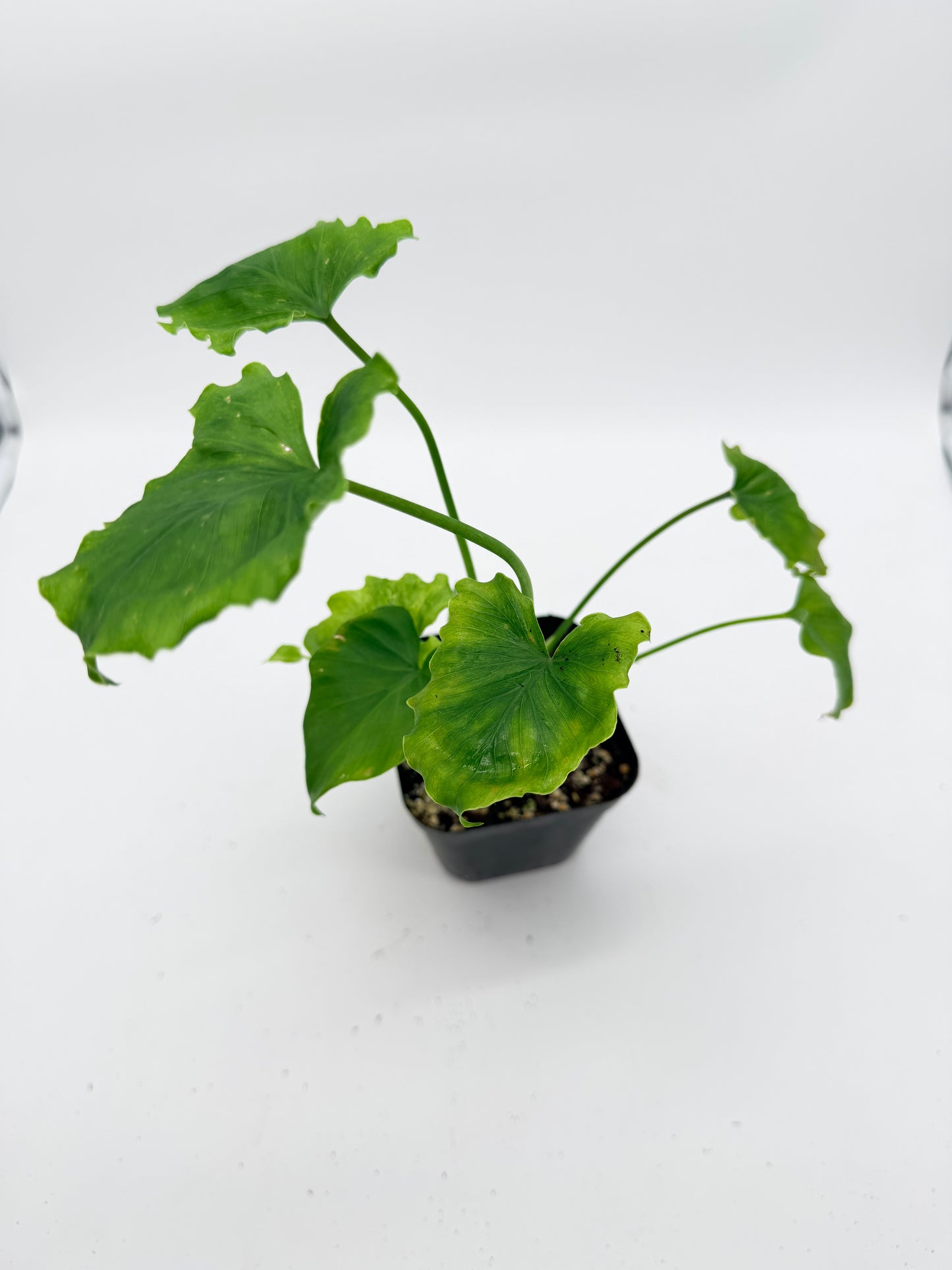 Thaumatophyllum Bipinnatifidum Variegated