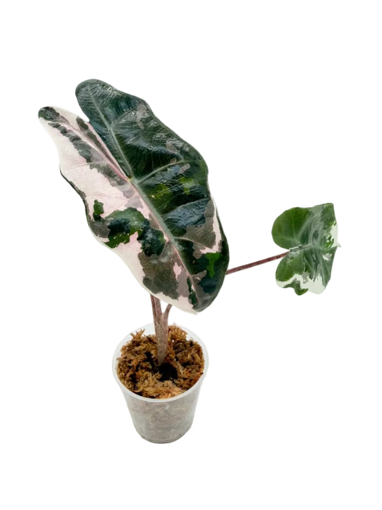 Alocasia Sanderiana Pink Albo