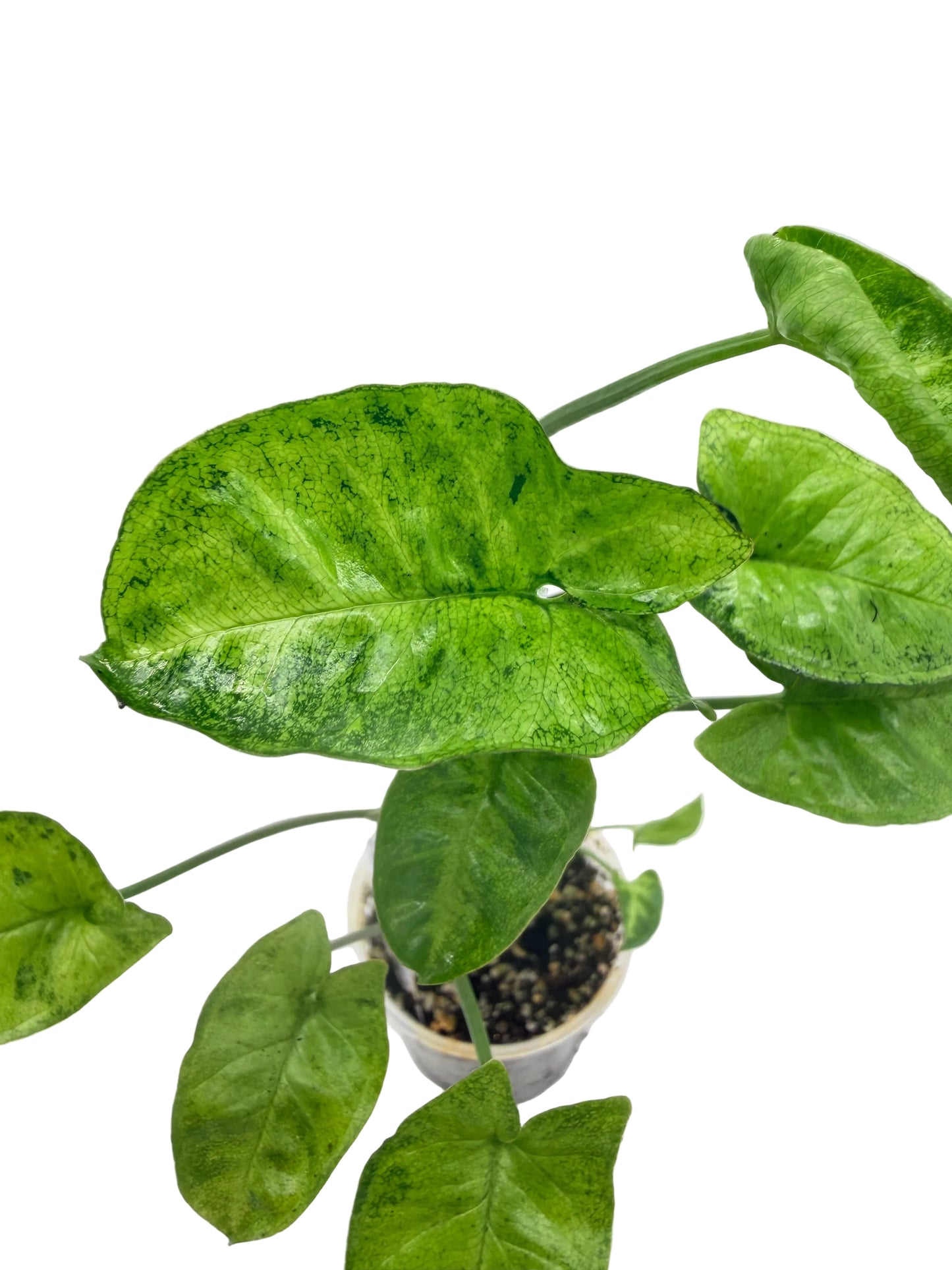 Syngonium Stardust Pixie