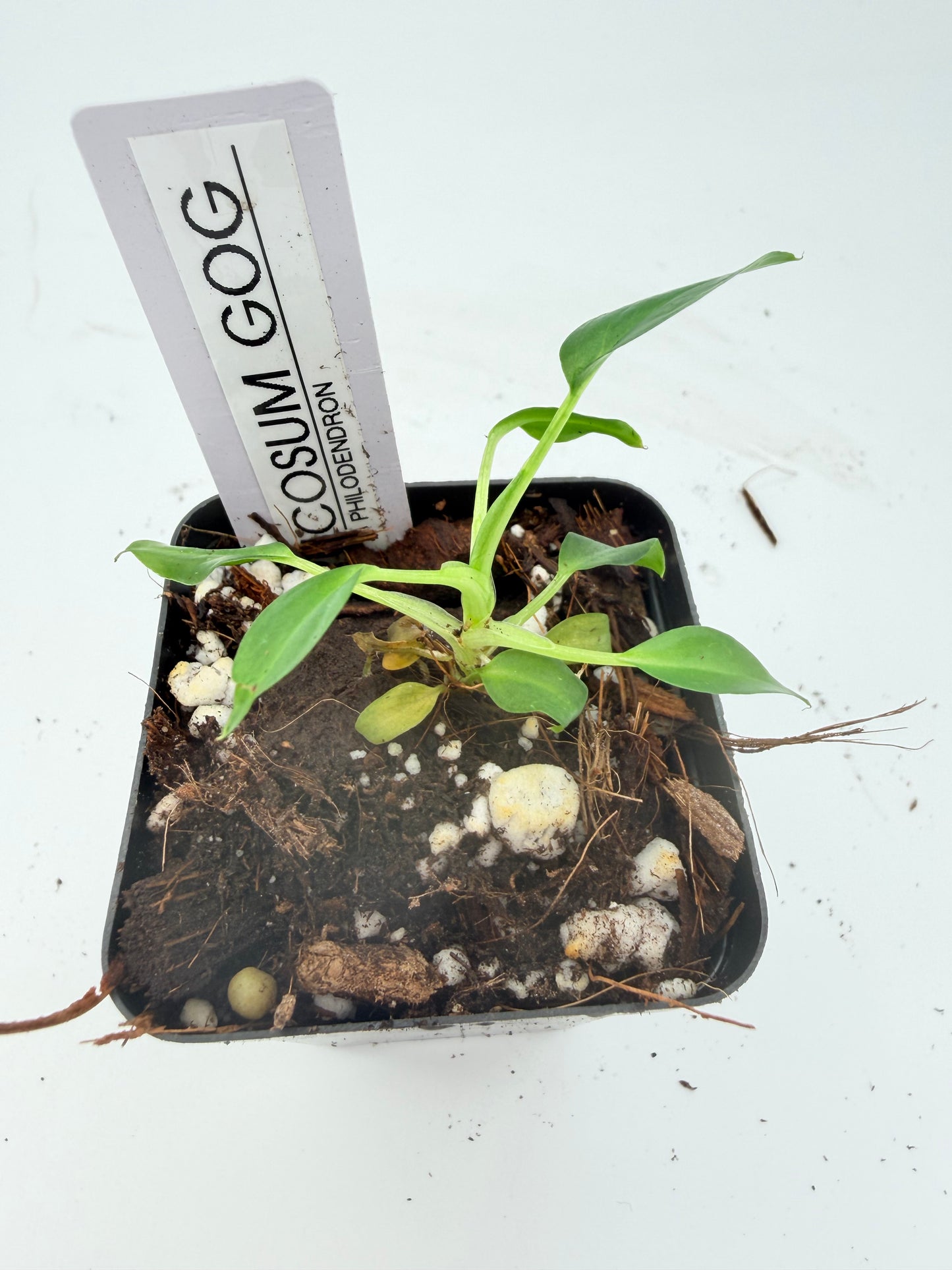 Philodendron Verrucosum Green on Green