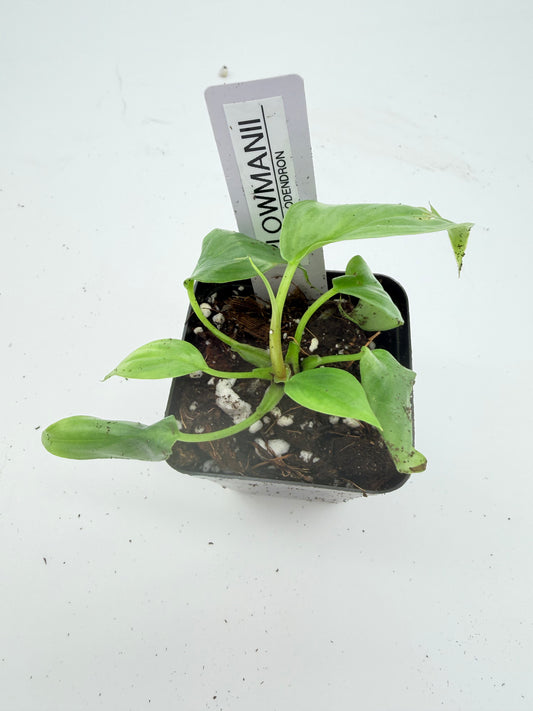 Philodendron Plowmanii