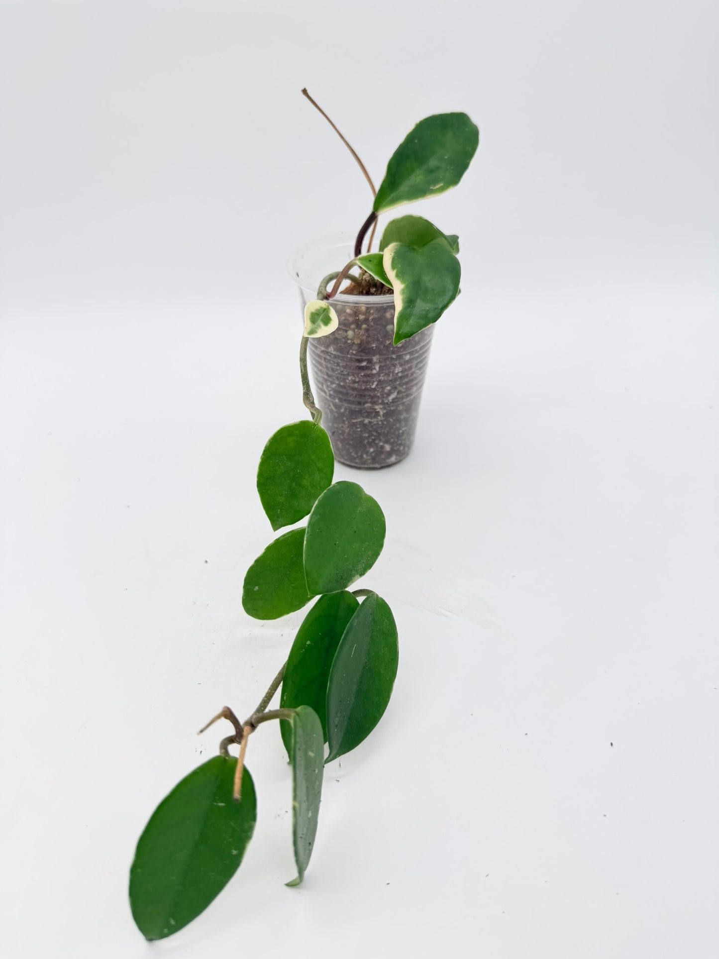 Hoya Krimson Queen