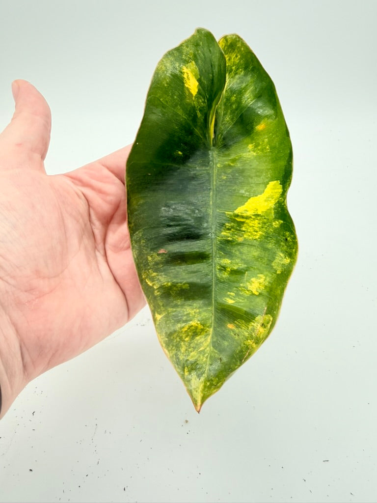 Philodendron Burle Marx Variegated