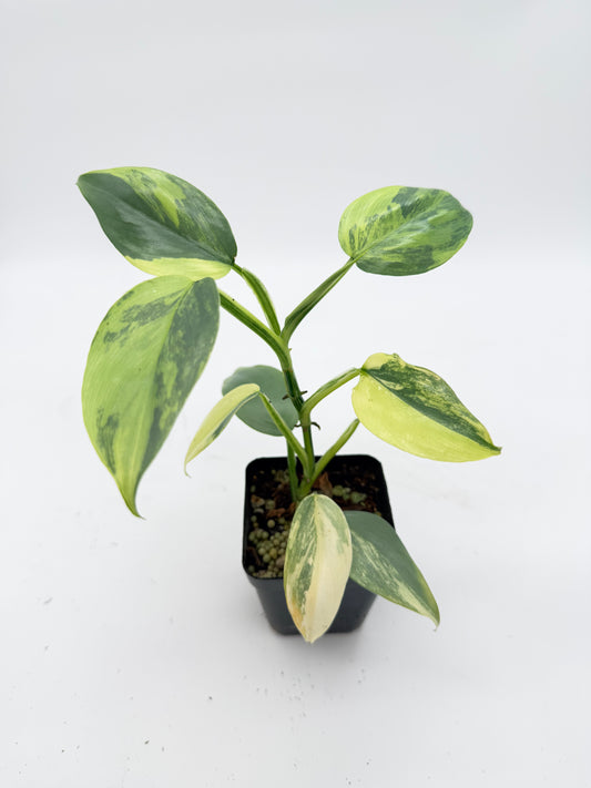 Philodendron Silver Sword Variegated