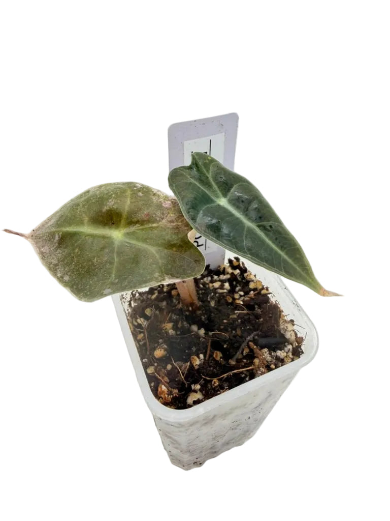 Alocasia Polly Mint