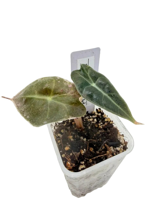 Alocasia Polly Mint