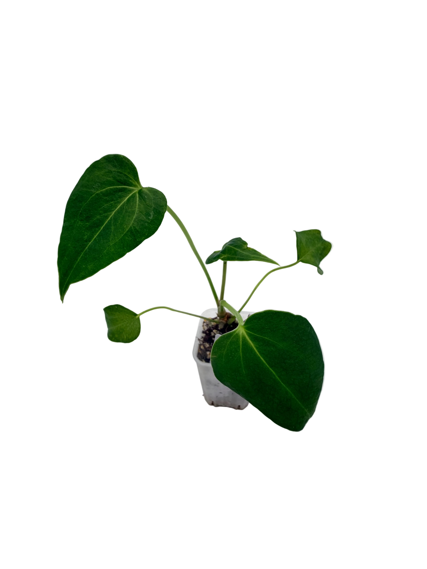 Anthurium Delta Force