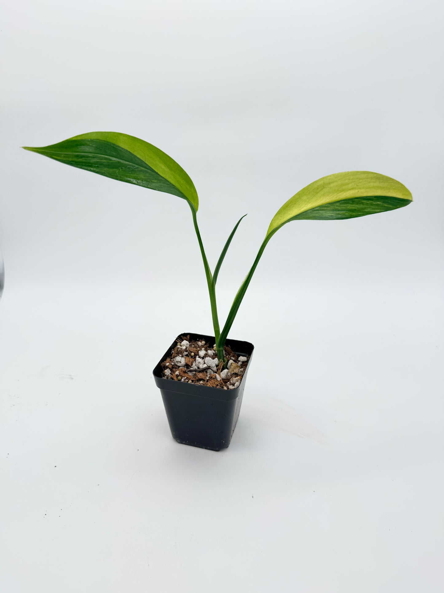 Epipremnum Amplissimum Variegated