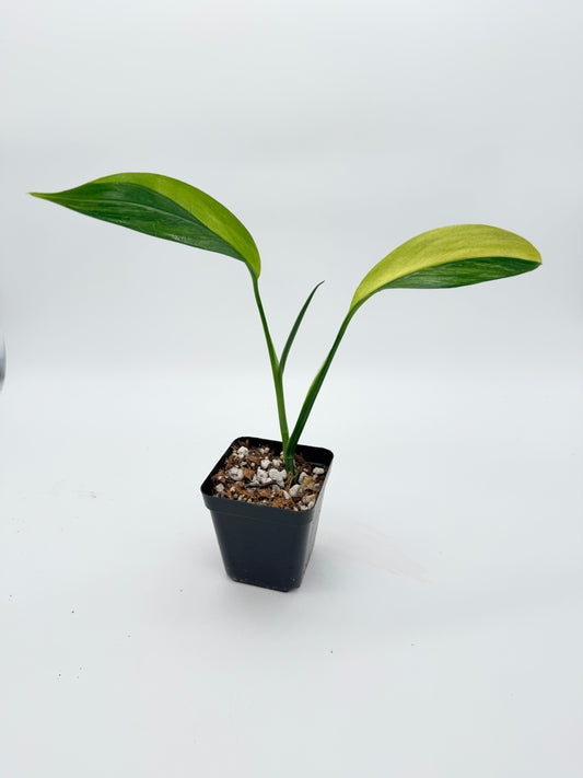 Epipremnum Amplissimum Variegated
