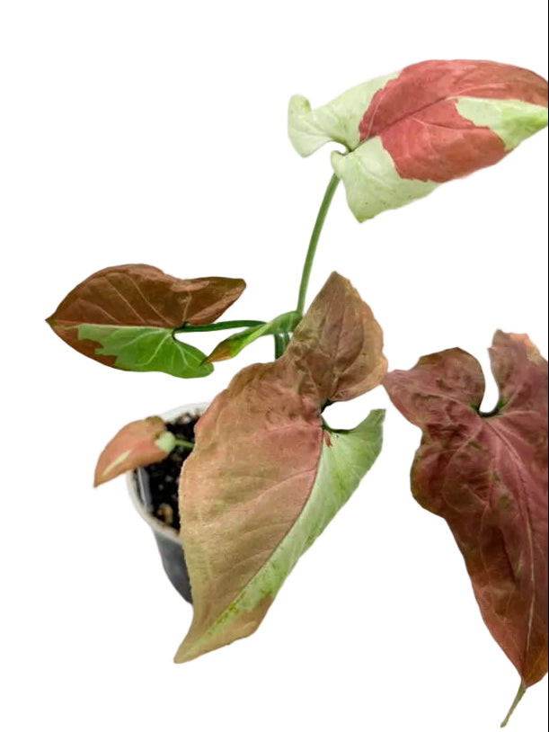 Syngonium Raspberry Variegated