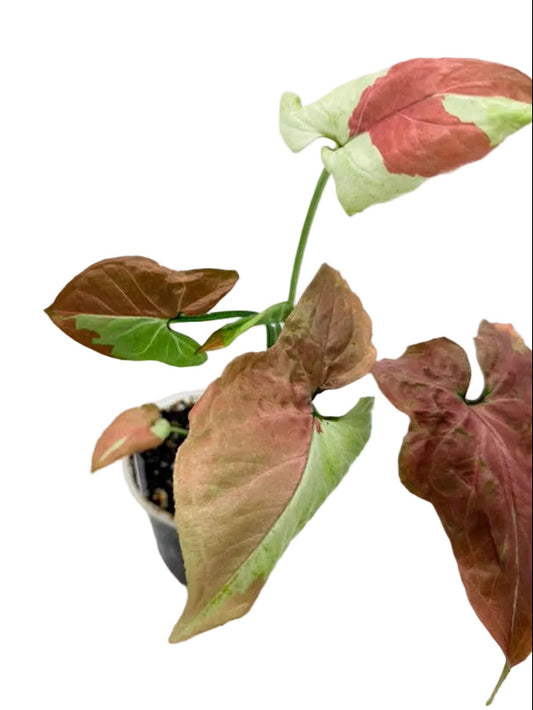 Syngonium Raspberry Variegated