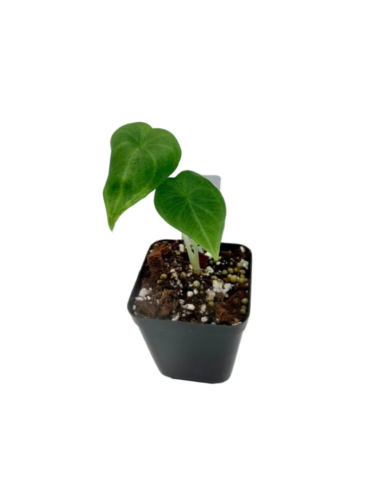Alocasia Maharani