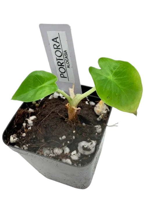 Alocasia Portora