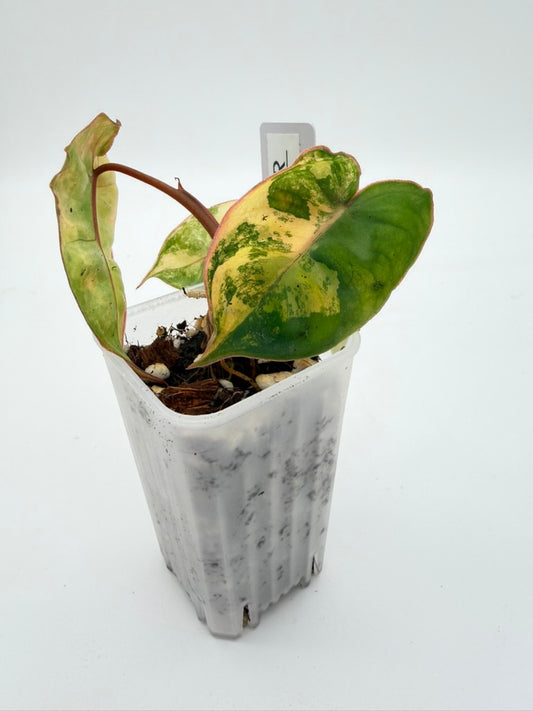 Philodendron Billietiae Variegated