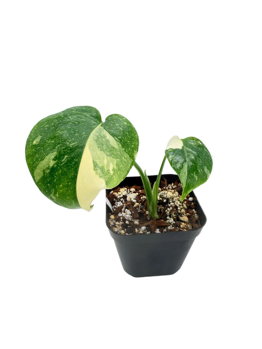 Monstera Creme Brulee