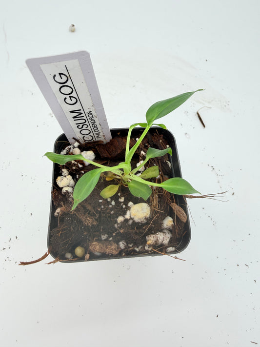 Philodendron Verrucosum Green on Green