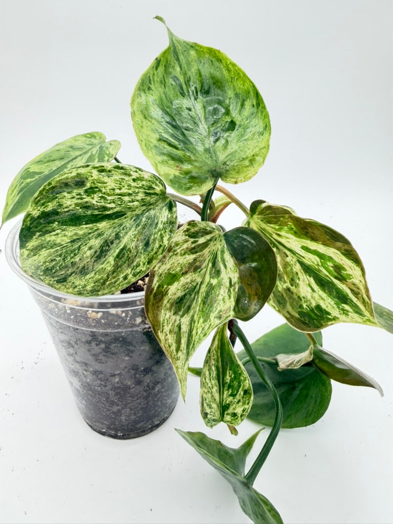 Philodendron Heartleaf Variegated