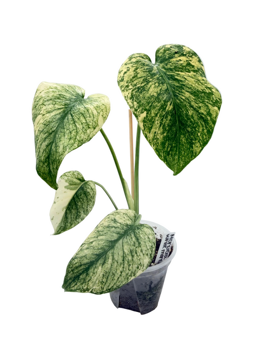 Monstera White Monster