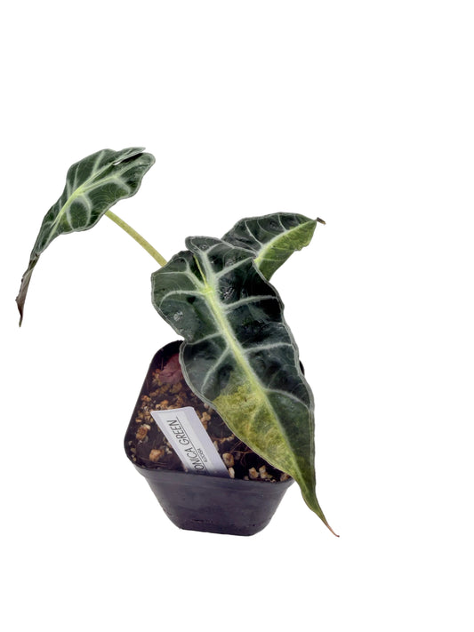 Alocasia Amazonica Aurea