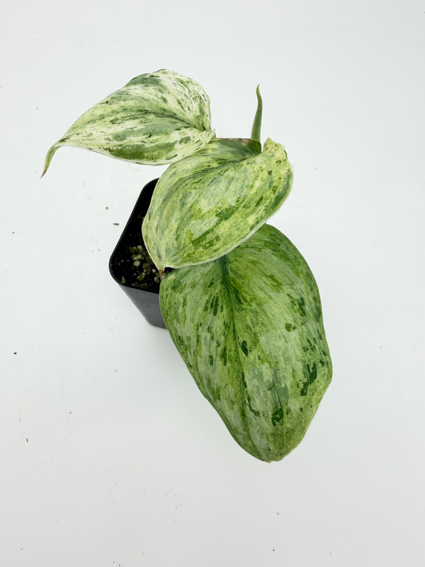 Scindapsus Peasun