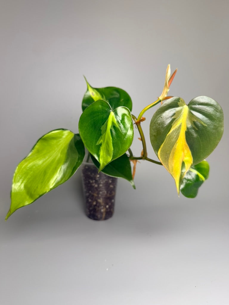 Philodendron Brasil