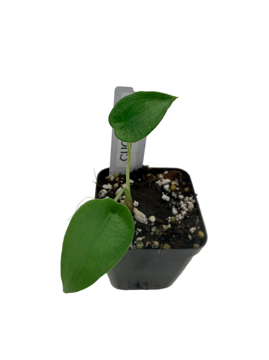 Alocasia Cucullata