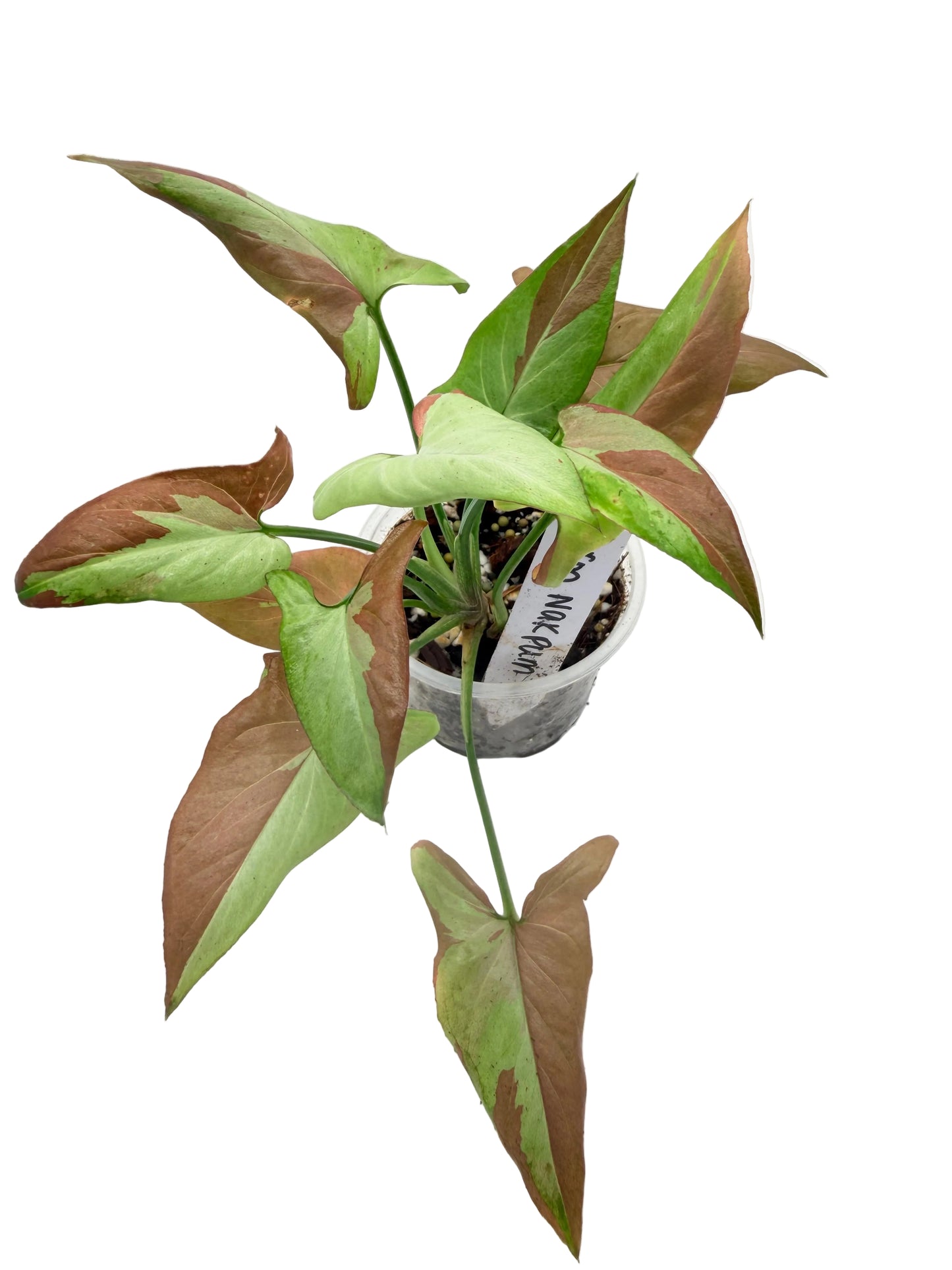 Syngonium Orm Nak Pum Variegated