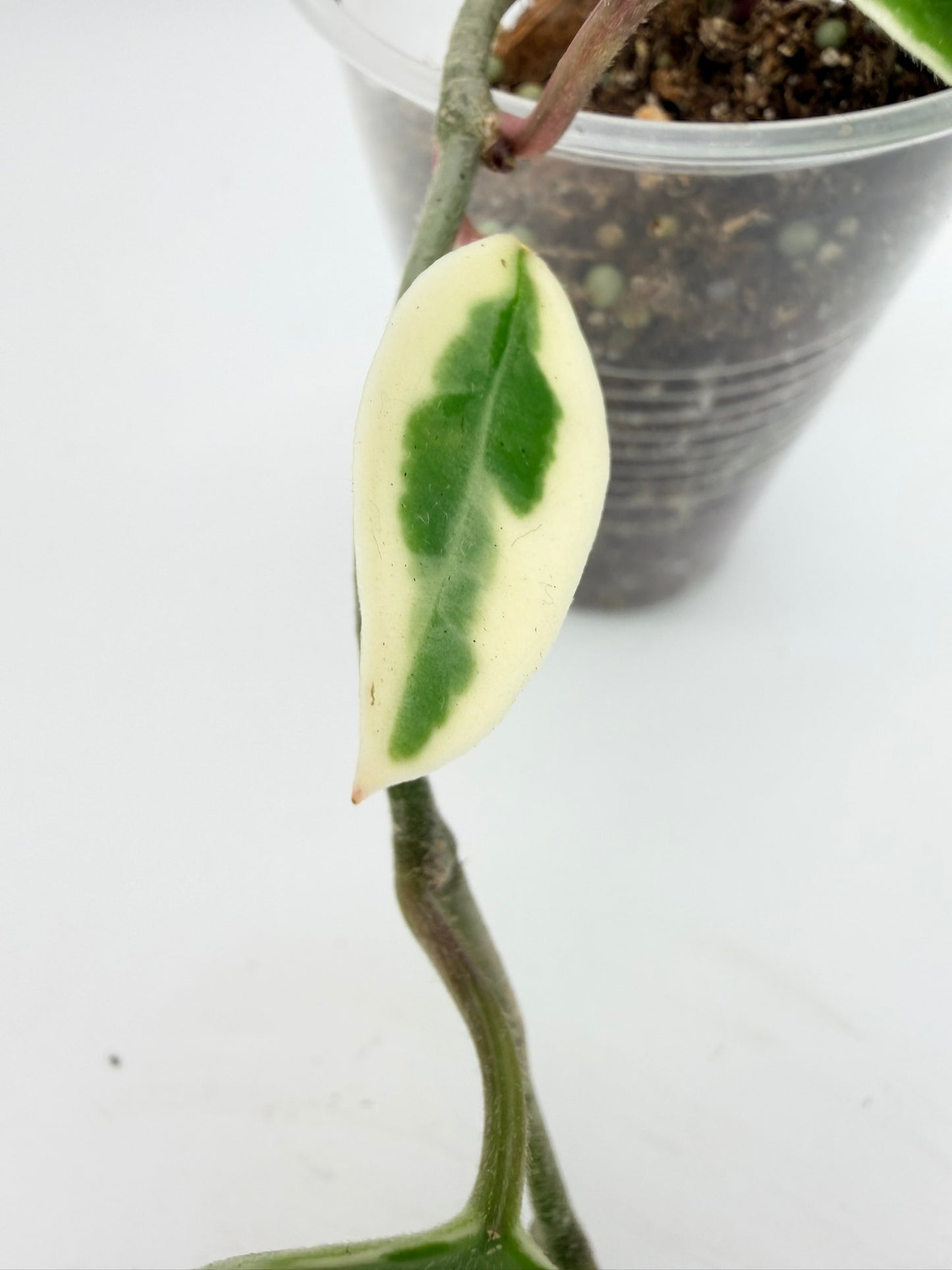 Hoya Krimson Queen
