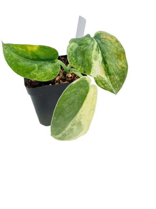 Scindapsus Cisangku