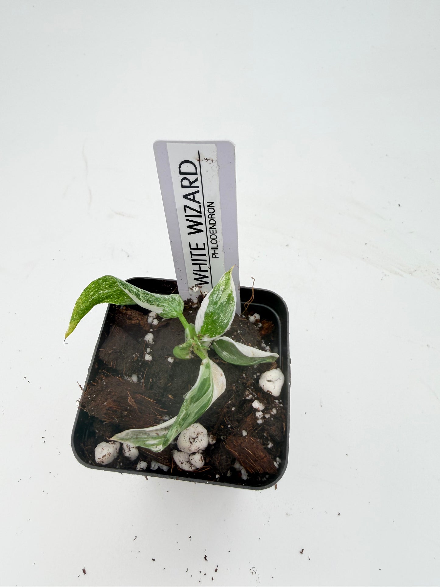 Philodendron White Wizard