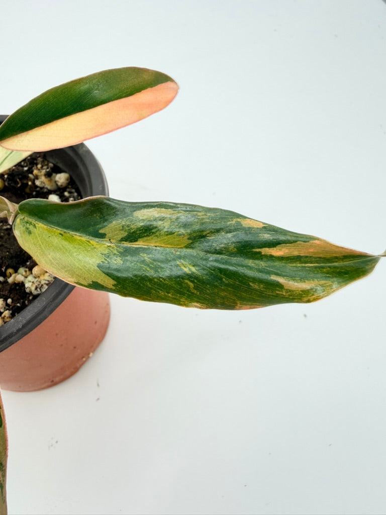 Philodendron Carmel Marble