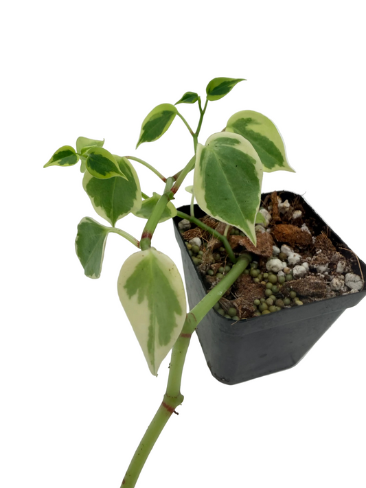 Peperomia Cupid