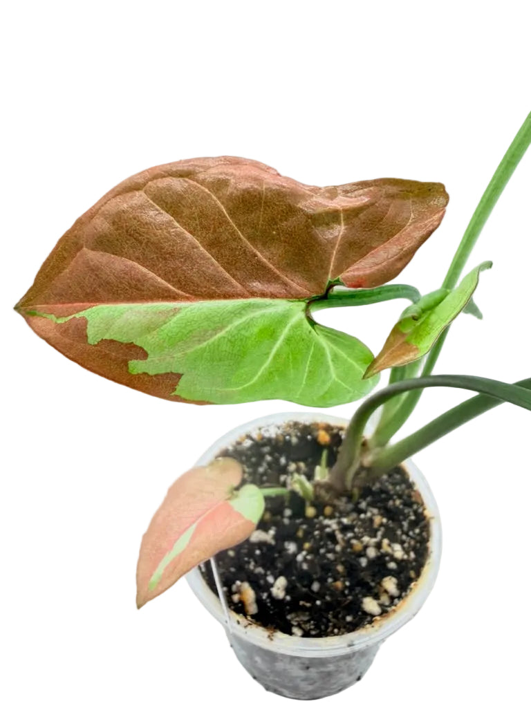Syngonium Raspberry Variegated