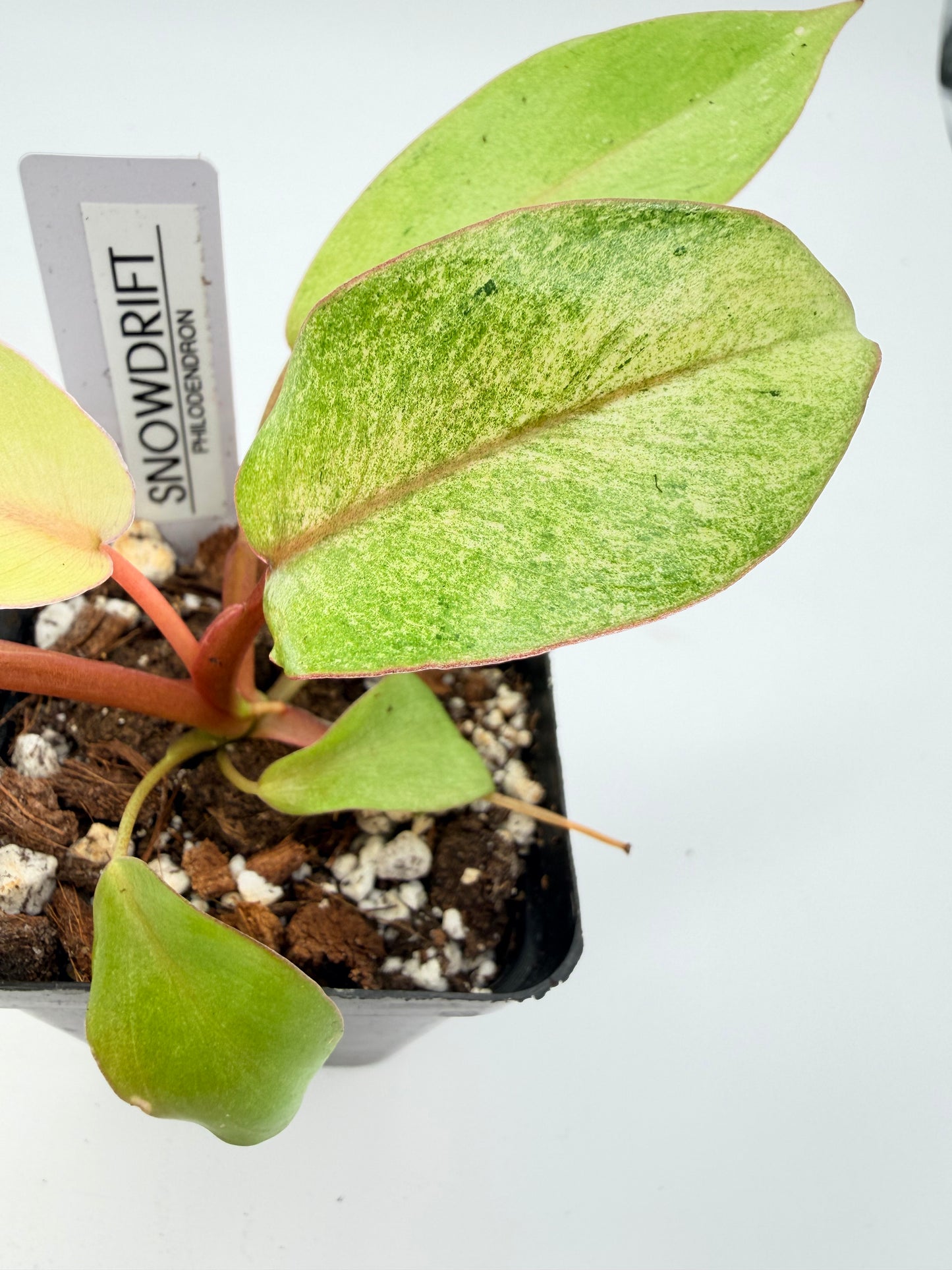 Philodendron Snowdrift
