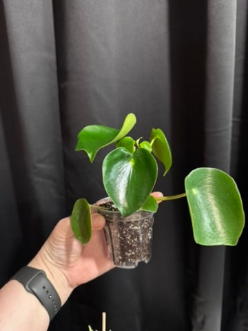 Peperomia Raindrop