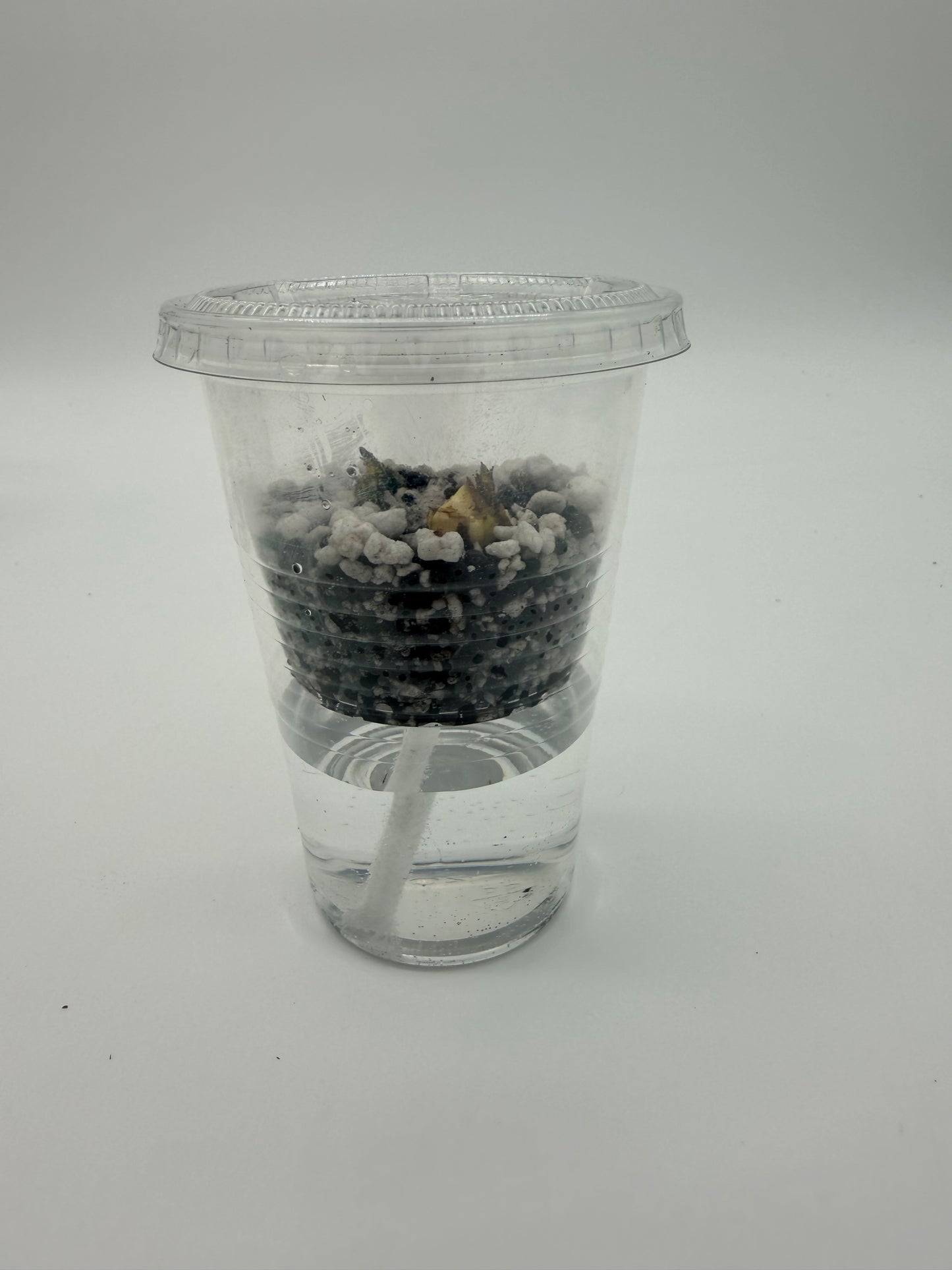 The Ultimate Corm Kit