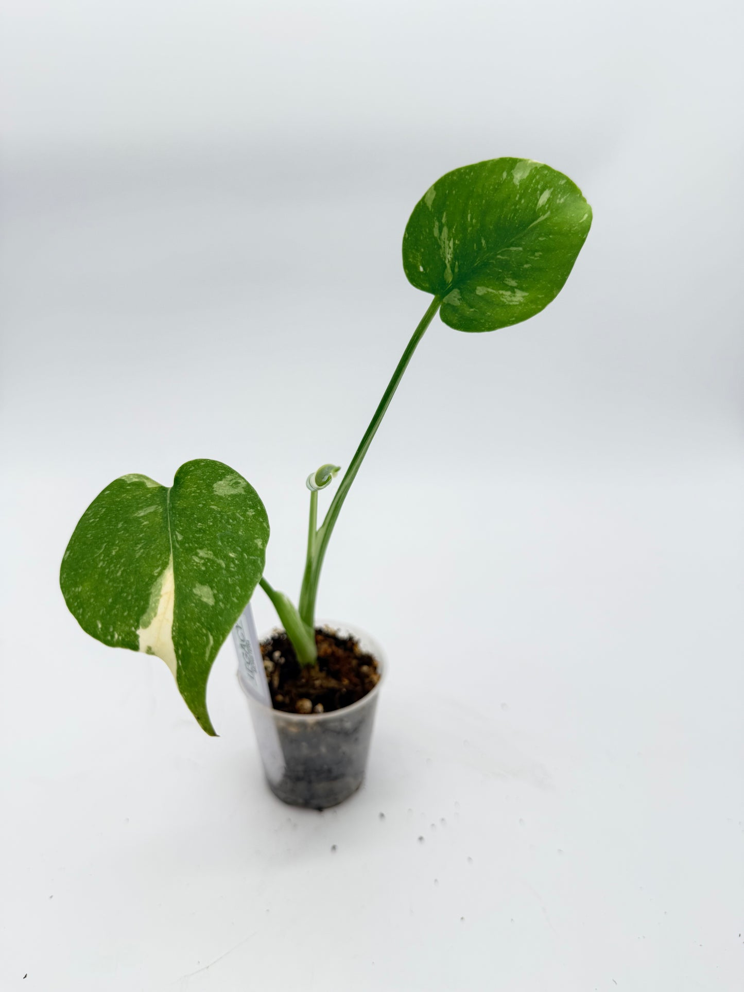 Monstera Legacy