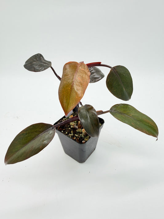 Philodendron Orange Princess