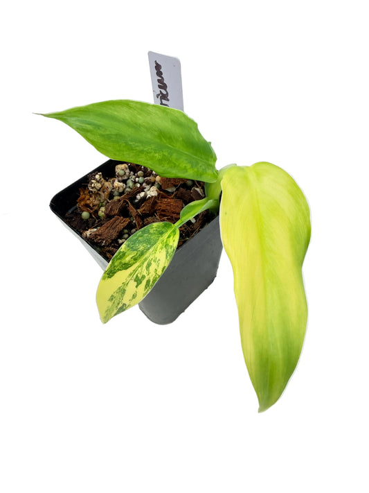 Philodendron Domesticum Variegated