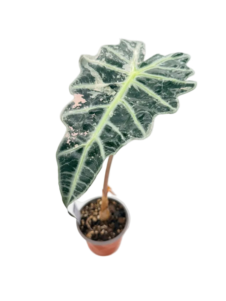 Alocasia Polly Tricolor
