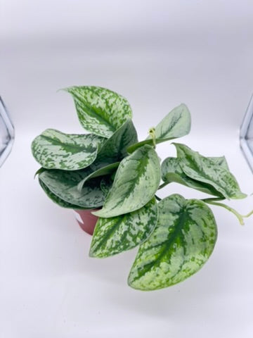 Scindapsus Pictus Exotica
