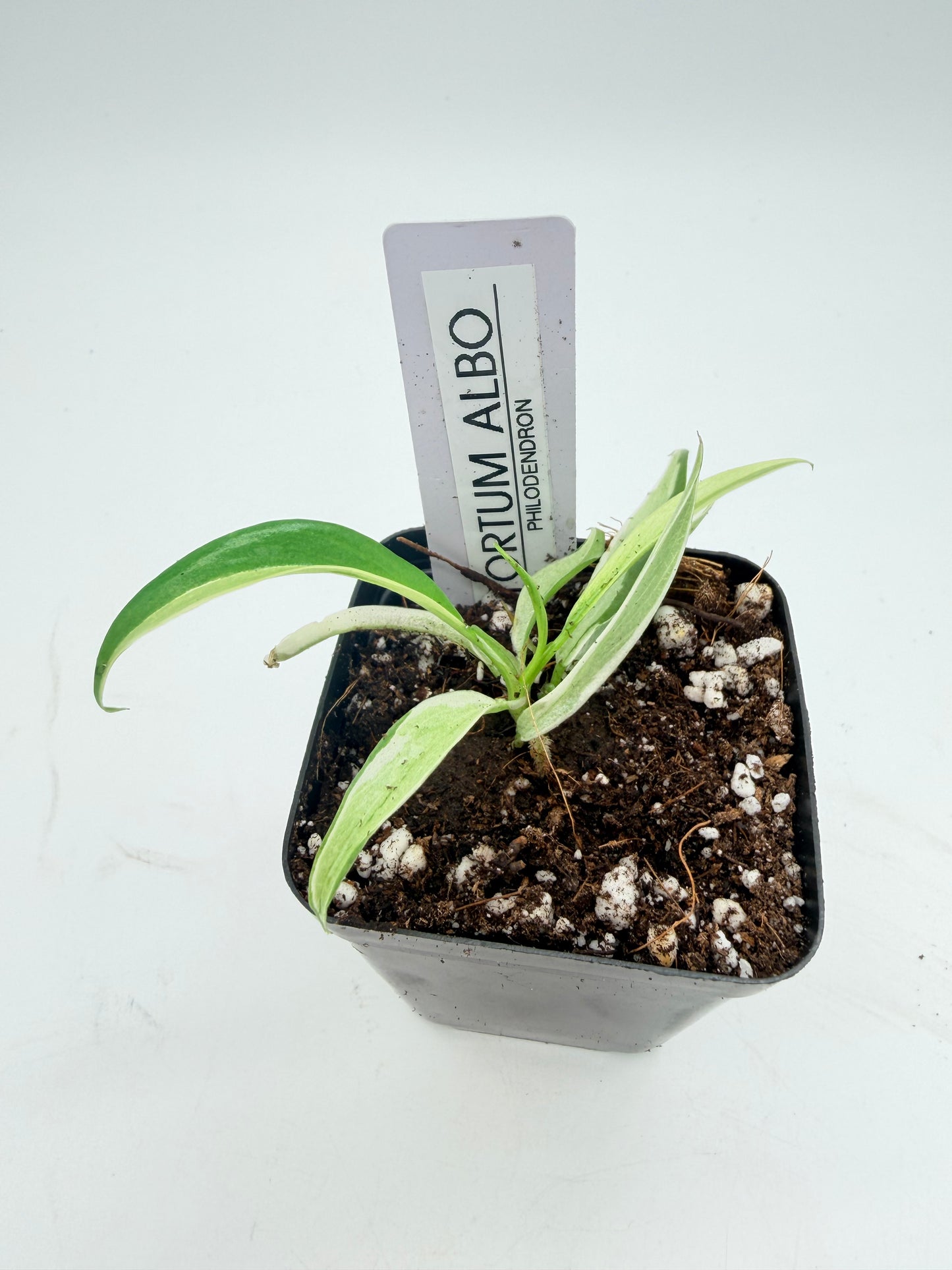 Philodendron Tortum Albo