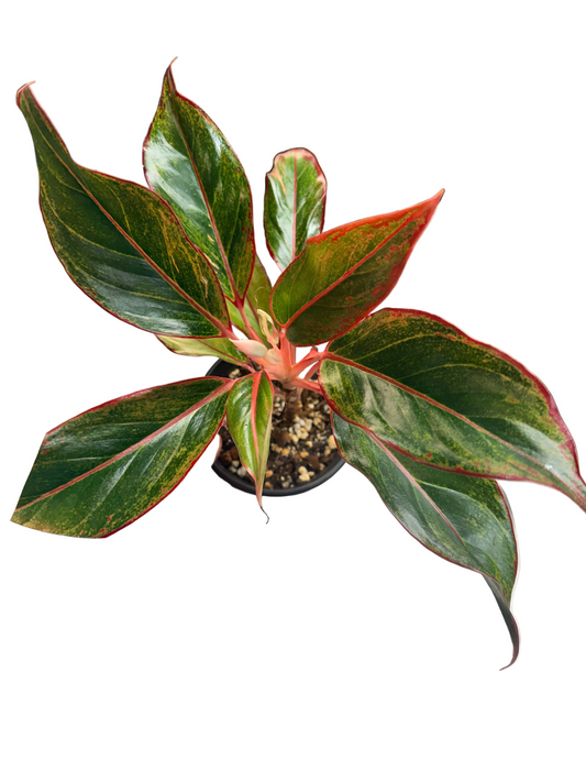 Aglaonema Red Siam