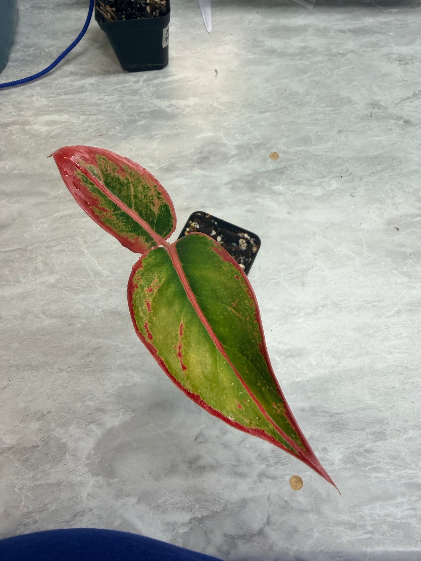 Aglaonema Red Siam