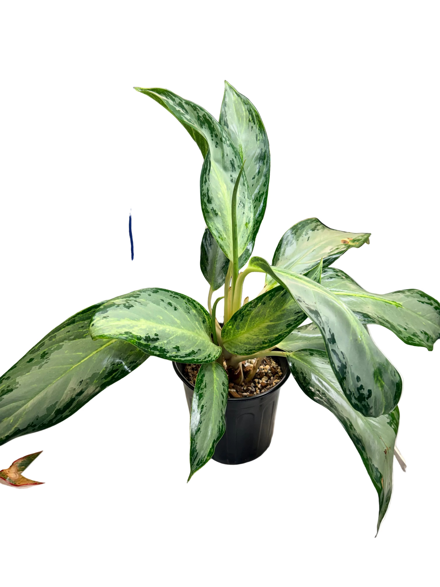 Aglaonema Silver Bay