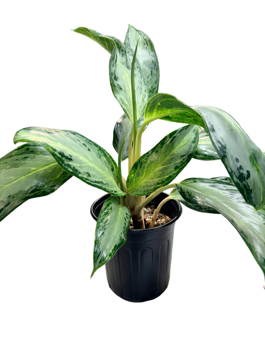 Aglaonema Silver Bay